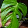 No.75 Monstera Albo Water Rooting Image 2