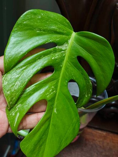 No.75 Monstera Albo Water Rooting