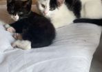 kittens