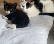 kittens