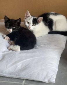 kittens