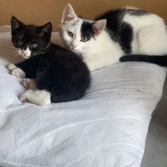 kittens