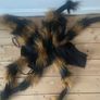 XL dogs - spider costume Image 2