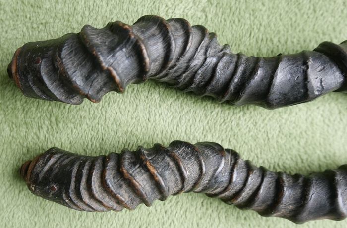 Antique Black Buck Horns 1800's Rare Horns Length 22"