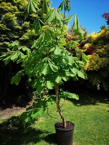 Chestnut tree