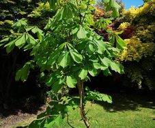 Chestnut tree