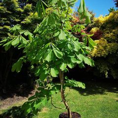 Chestnut tree