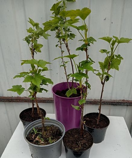 Young Blackcurrant Cuttings