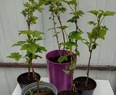 Young Blackcurrant Cuttings