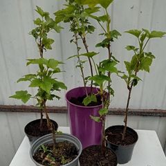 Young Blackcurrant Cuttings