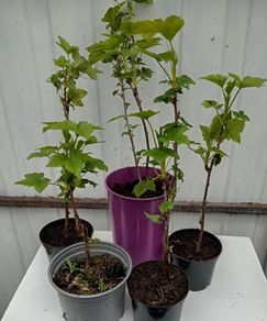 Young Blackcurrant Cuttings