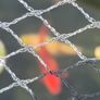 pond Image 3