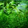 Aquarium plants Image 8