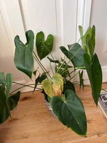 Indoor plant bundle