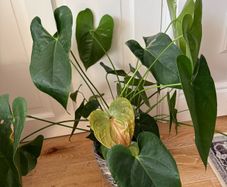 Indoor plant bundle