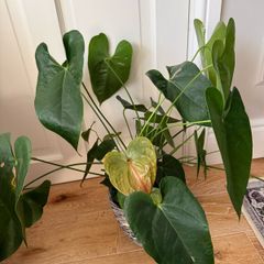 Indoor plant bundle