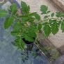 tomato plant Image 2