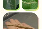 Indian stick insects