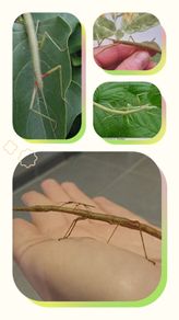 Indian stick insects