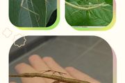 Indian stick insects