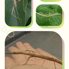 Indian stick insects