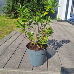 Hebe Donna plant
