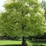 Maple drumondii 200cm Image 3