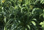 Mibuna - Irish Seed