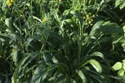 Mibuna - Irish Seed
