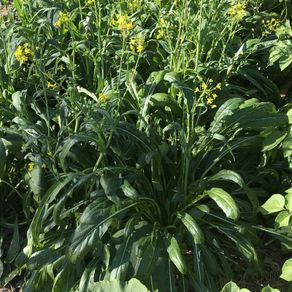 Mibuna - Irish Seed