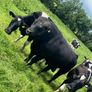 PBR Angus bull Image 2