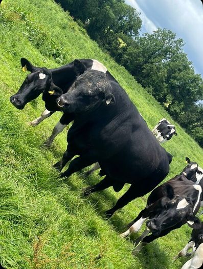 PBR Angus bull