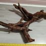 Bog oak Image 8