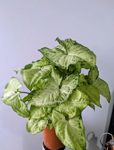 Syngonium Arrowhead Plant