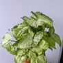 Syngonium Arrowhead Plant Image 4