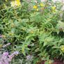St. John's Wort 'Hidcote' - Hypericum hidcoteense Image 2