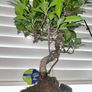 Bonsai Ficus Image 3