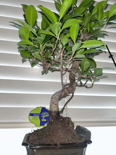 Bonsai Ficus