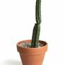 San Pedro Peruvian Torch Cactus Echinopsis peruviana Image 5