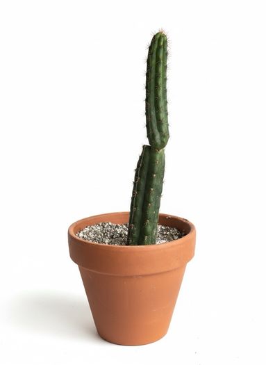 San Pedro Peruvian Torch Cactus Echinopsis peruviana