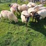 Hoggets for sale Image 5