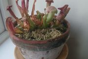 Trumpet pitcher plant