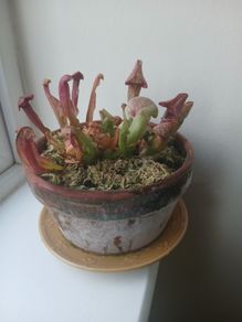 Trumpet pitcher plant