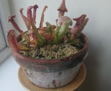 Trumpet pitcher plant