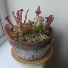 Trumpet pitcher plant