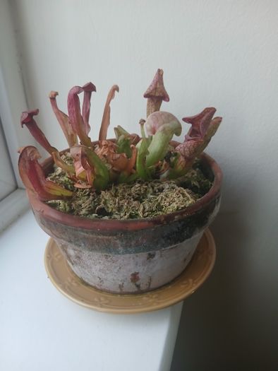 Trumpet pitcher plant