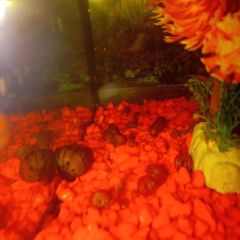 Ramshorn snail