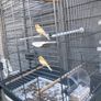 cage Image 10