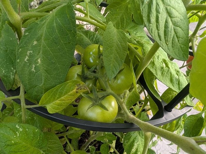 tomato