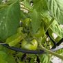 tomato Image 8